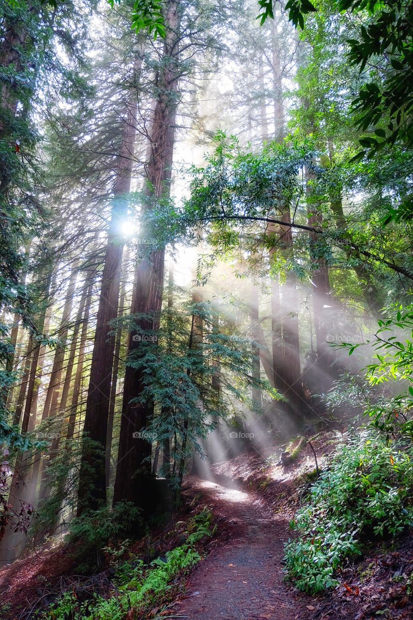 Majestic sun rays shining a light onto the beautiful redwood tree lined hiking trail. 