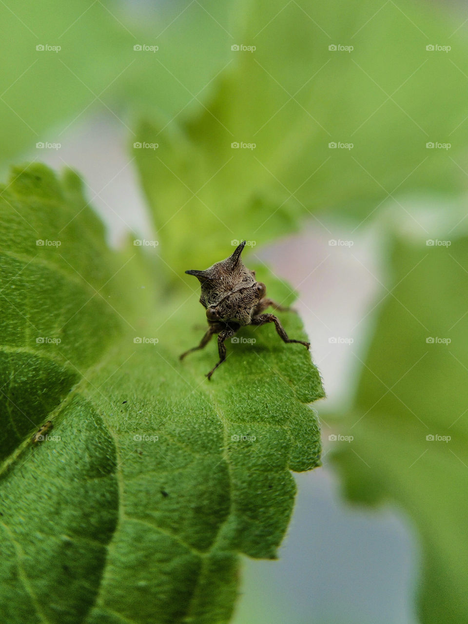 Insect on leaf