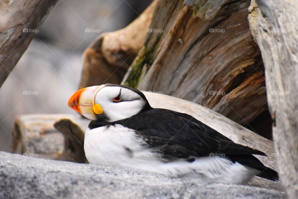 Horned Puffin sitting on rocks in the sun. 