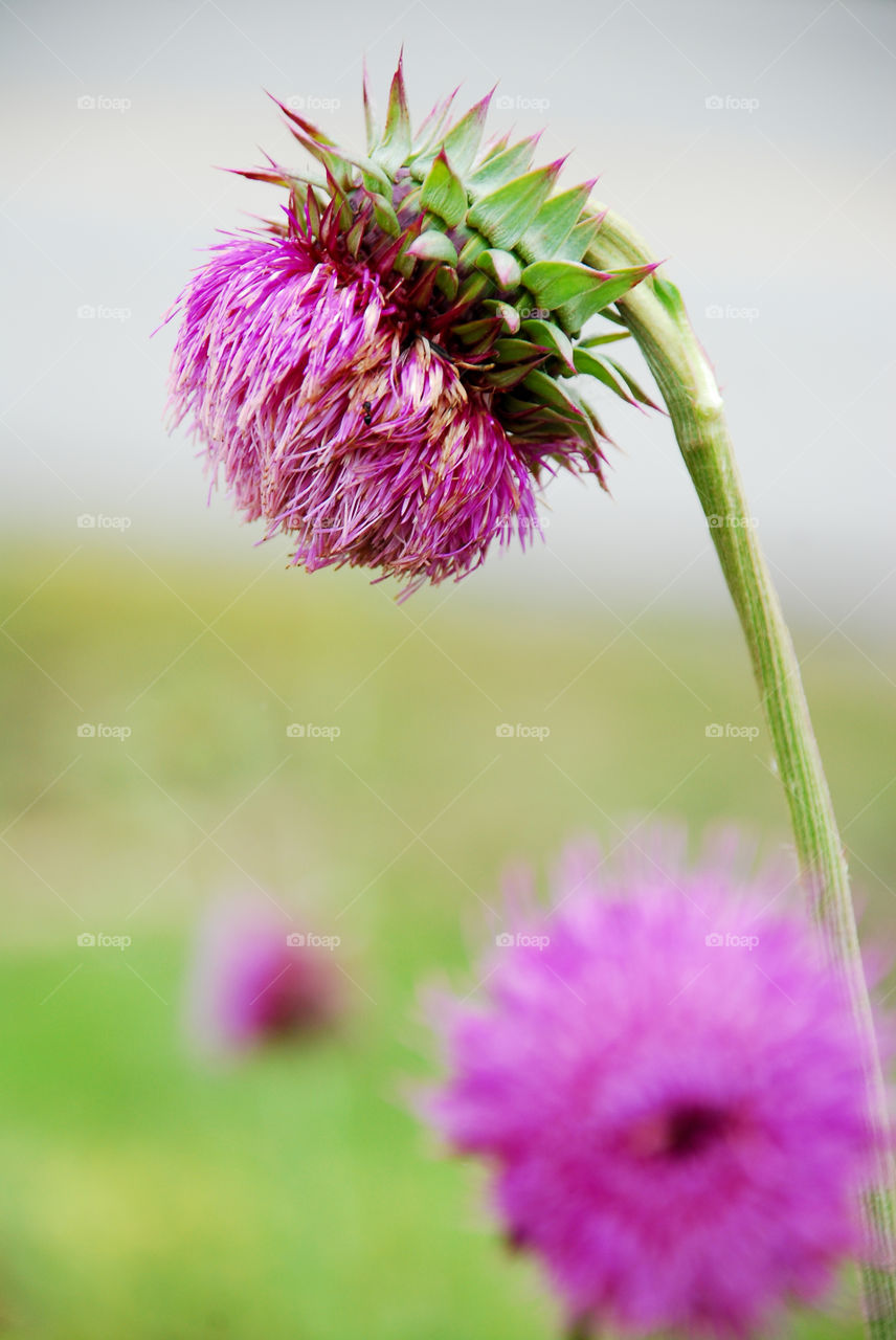 Close-up of thistle flower