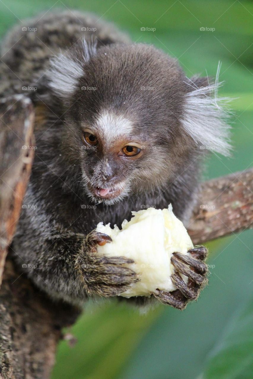 cute monkey. little brazilian street monkey enjoys a banana
