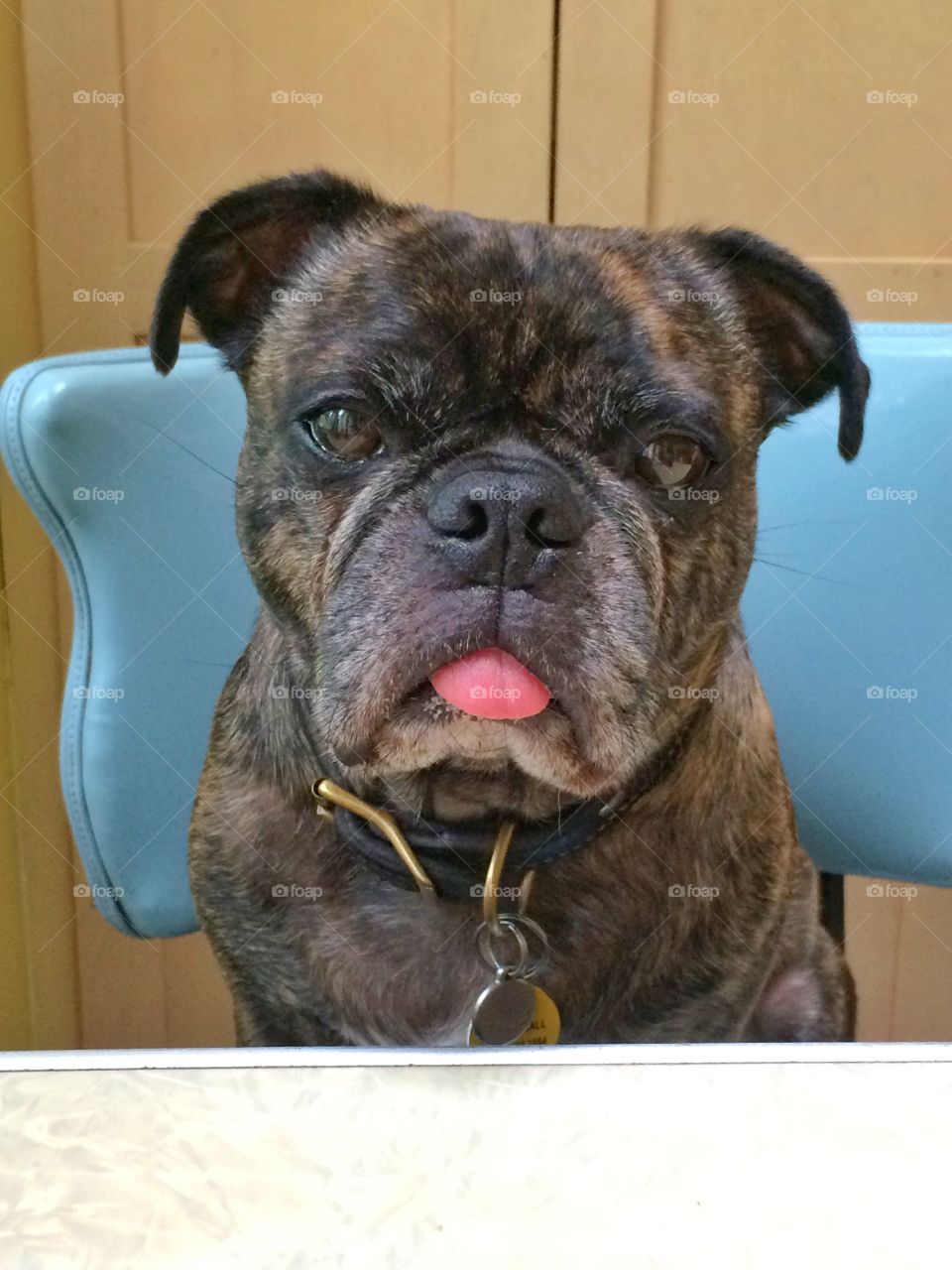 Frenchie-pug with his tongue out seated at table