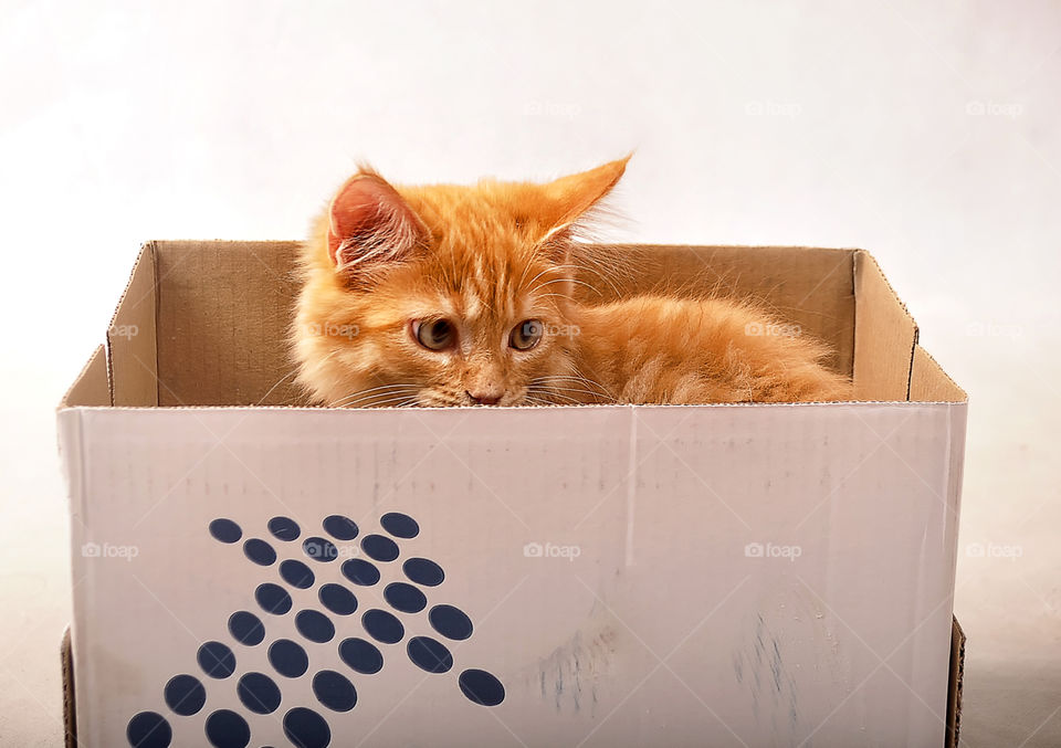 kitten in the box