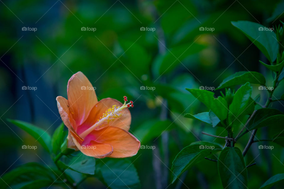 Orange Hibiscus flower with green background in Macro