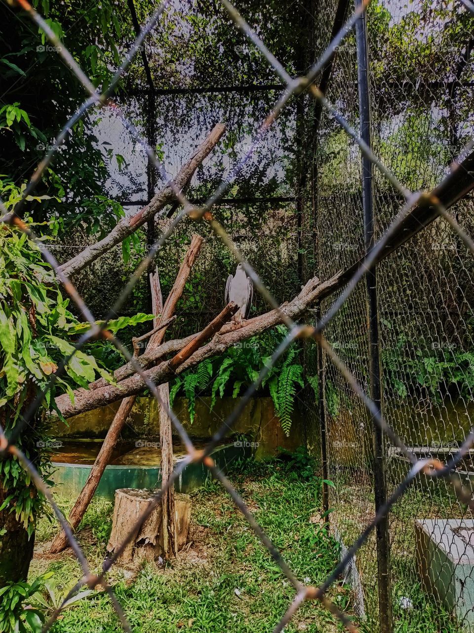 The white-bellied sea eagle (Haliaeetus
leucogaster) is a large diurnal bird of prey in the family Accipitridae, a white head, rump and underparts, and dark or
slate-grey back and wings.