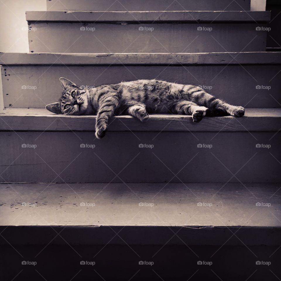 Island Cat Sleeping On The Staircase 