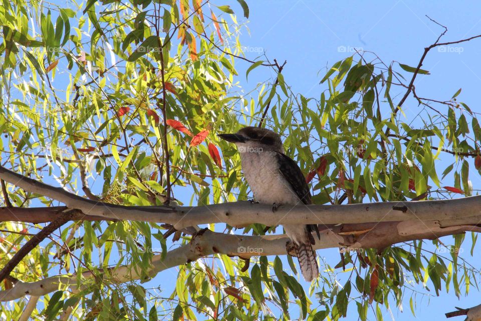 A visit from another member of the resident kookaburra family