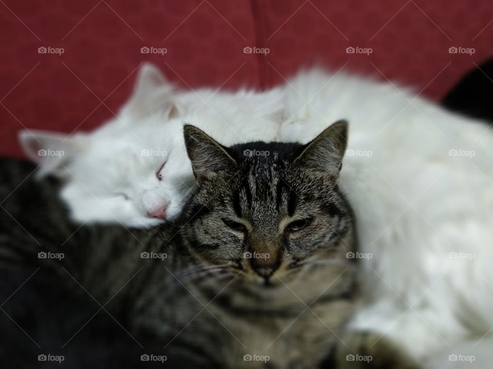 cats sleeping together in red sofa