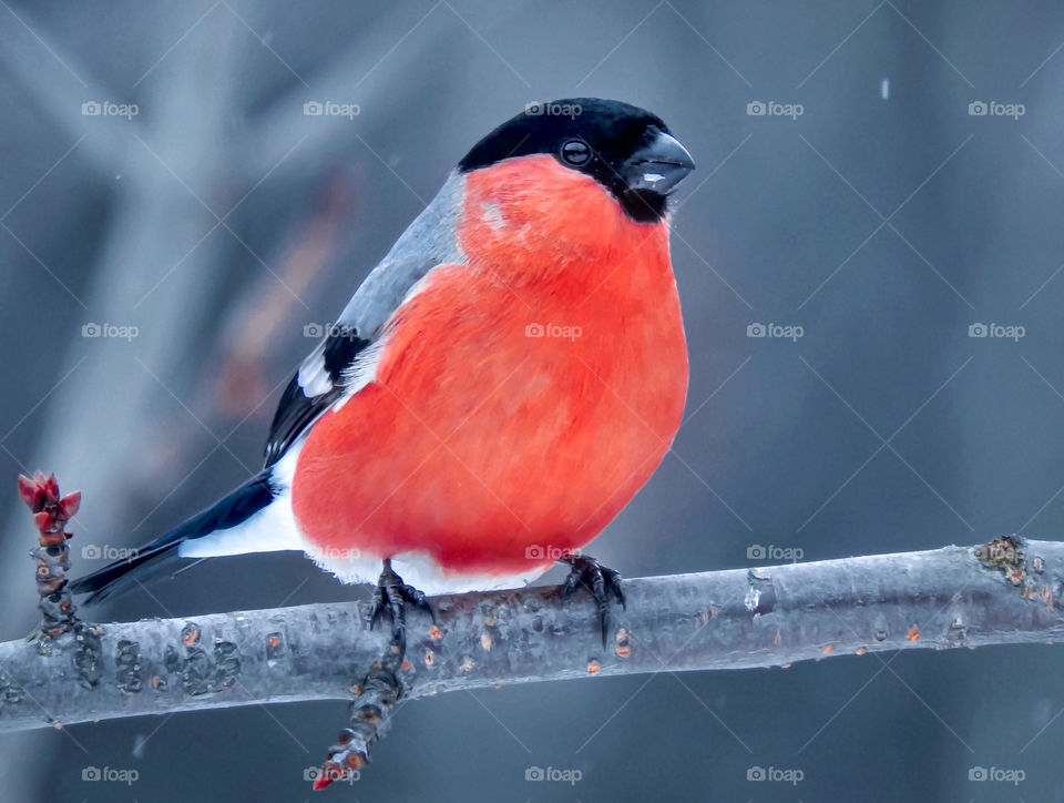 Bullfinch on brunch in winter 