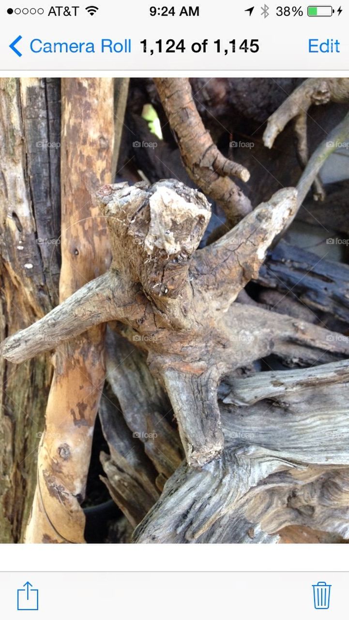 Driftwood