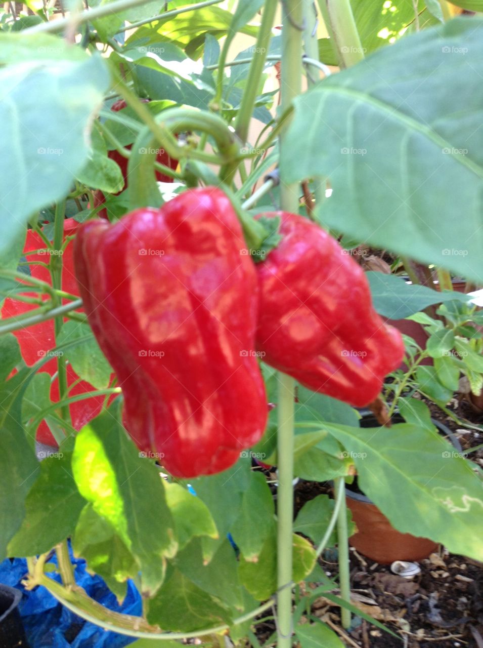 Red Peppers growing in my organic garden.