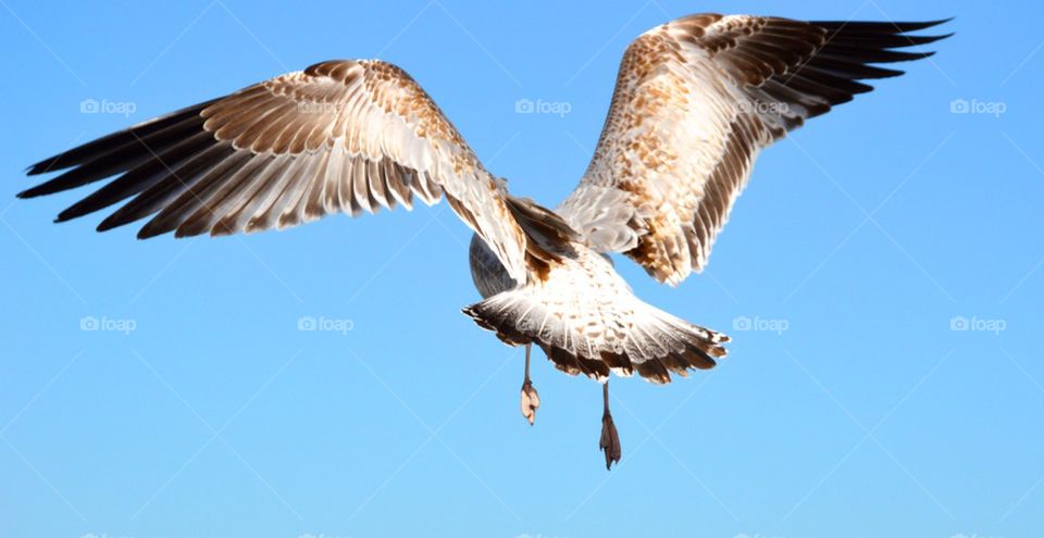 seagull in flight