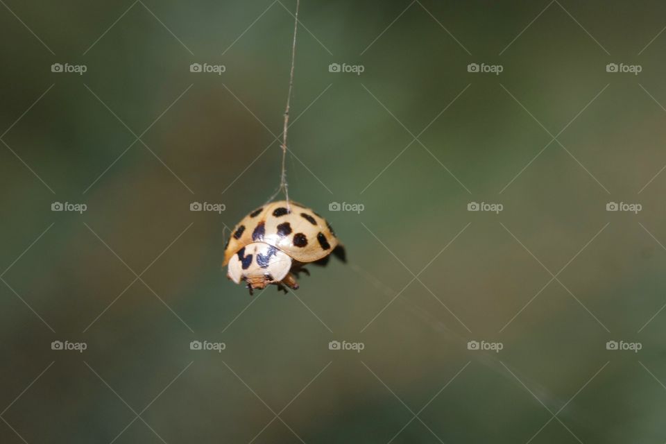 Ladybug caught in spider web