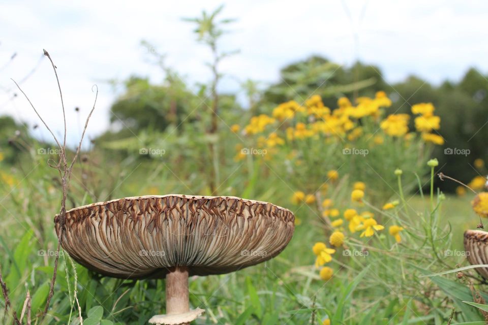 mushroom amid wildflowers