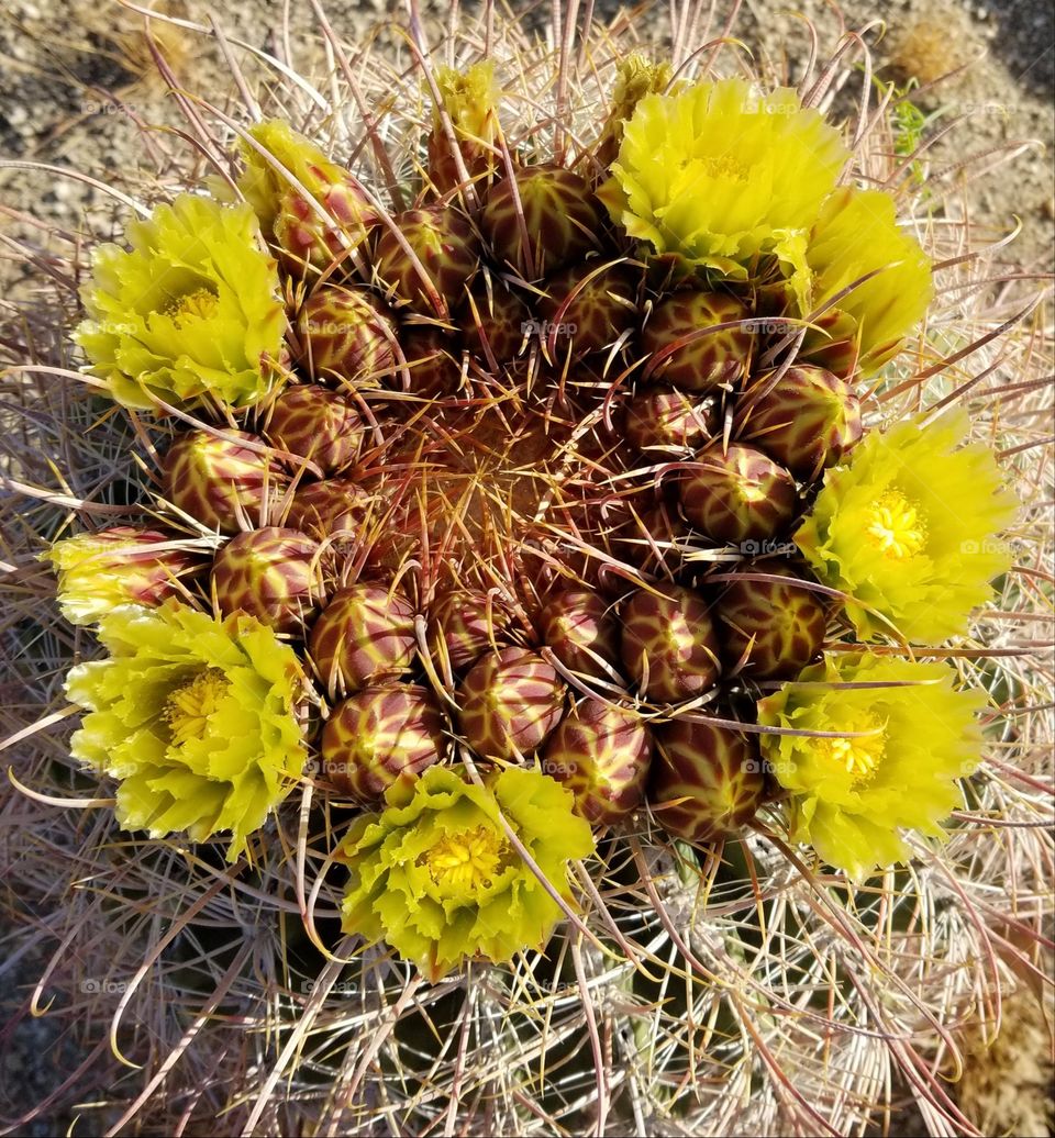 Color: Yellow

Budding Barrel Cactus