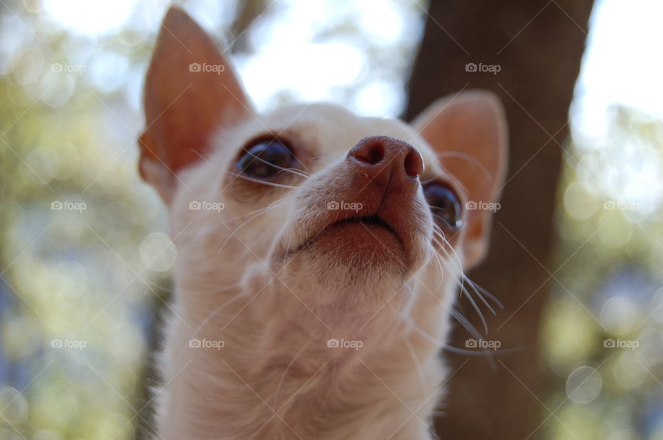 Portrait of Quecky the Chihuahua dog looking to the horizon, good close up and expresive face