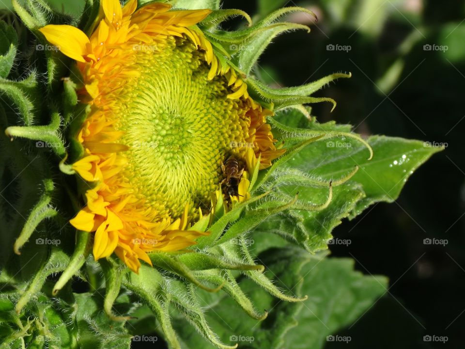 Bee on a Dwarf  Teddy Bear Sunflower.