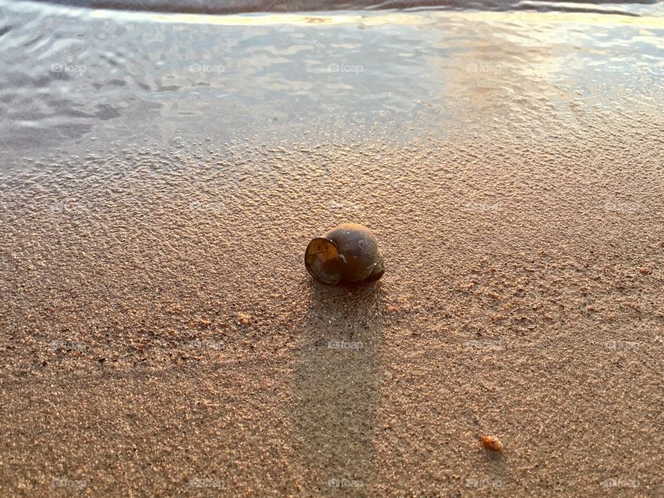 Shell on sand by lake