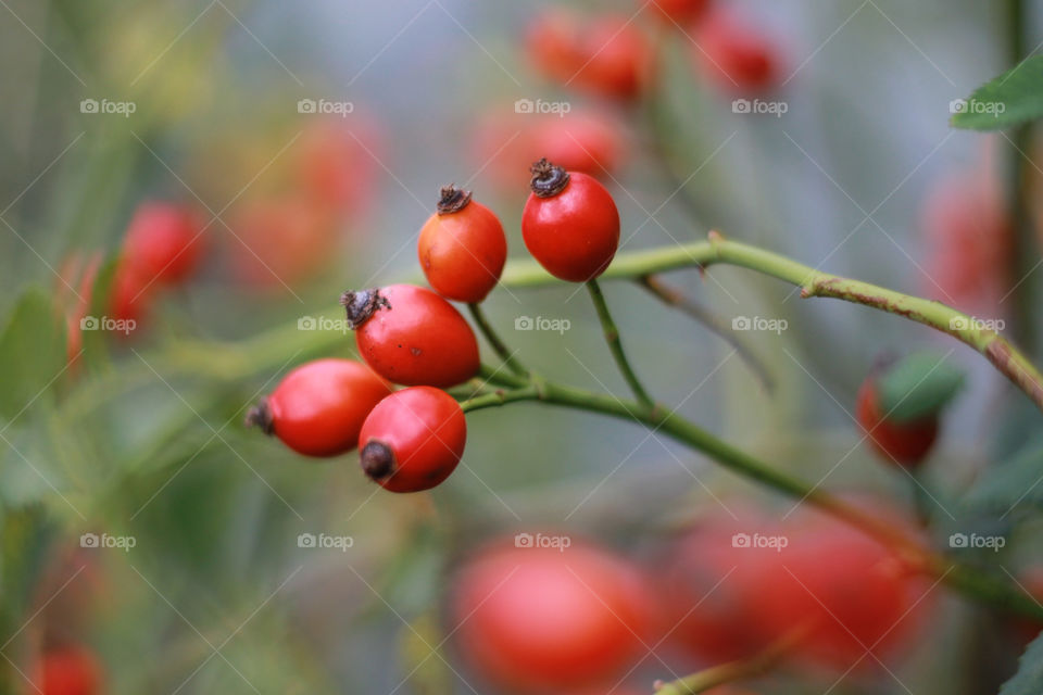 Rosy red, found in Mum's garden 
