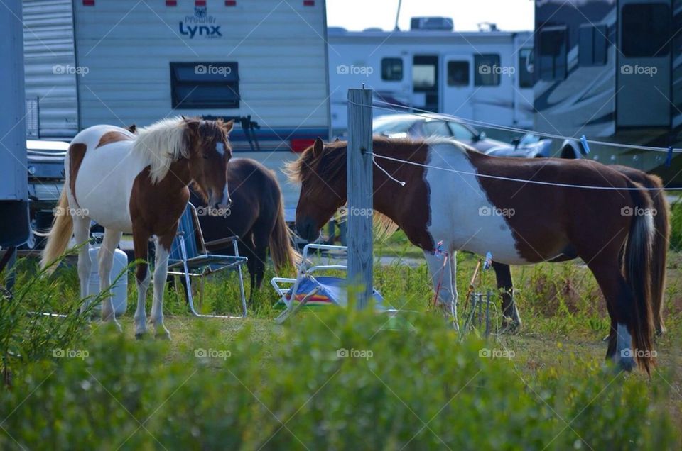 Assateague Island 