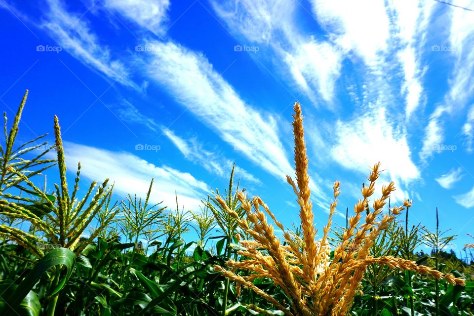 if you built it they will come