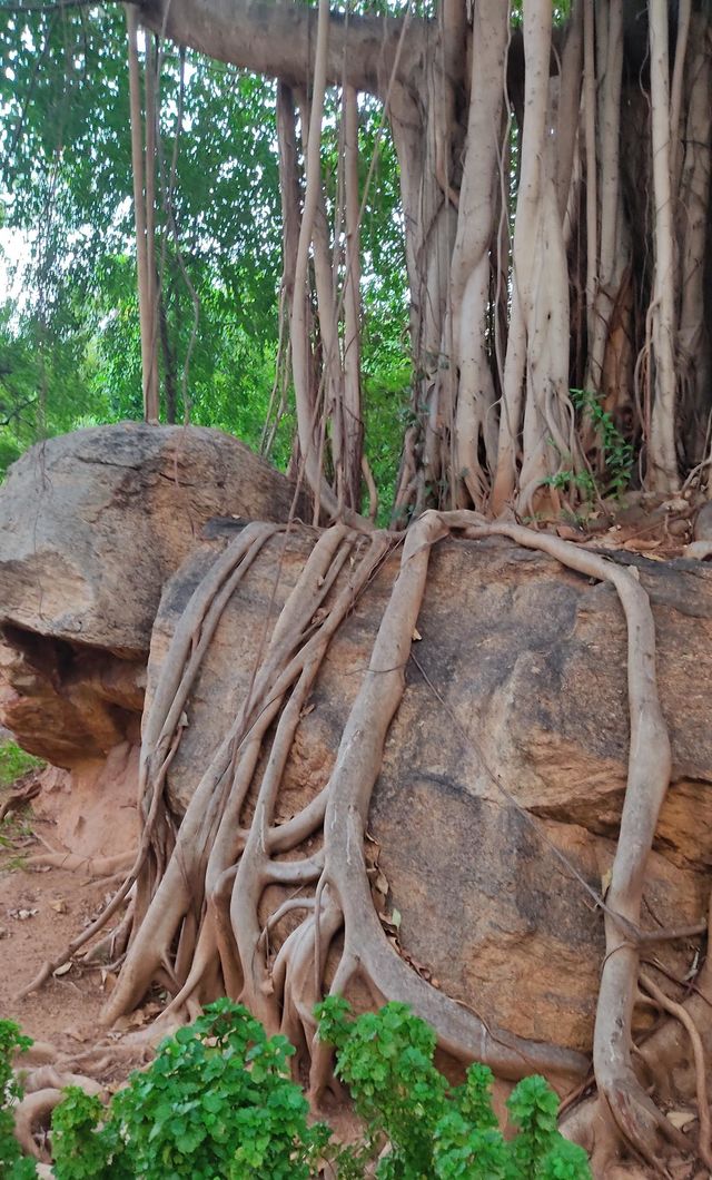 tree
