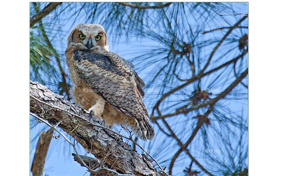 Beautiful Great Horned Owlet perched in a high pine tree.