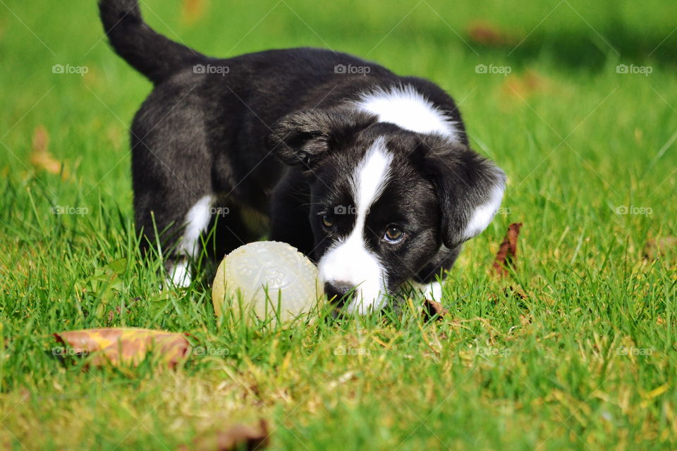 Grass, Animal, Dog, Mammal, Cute