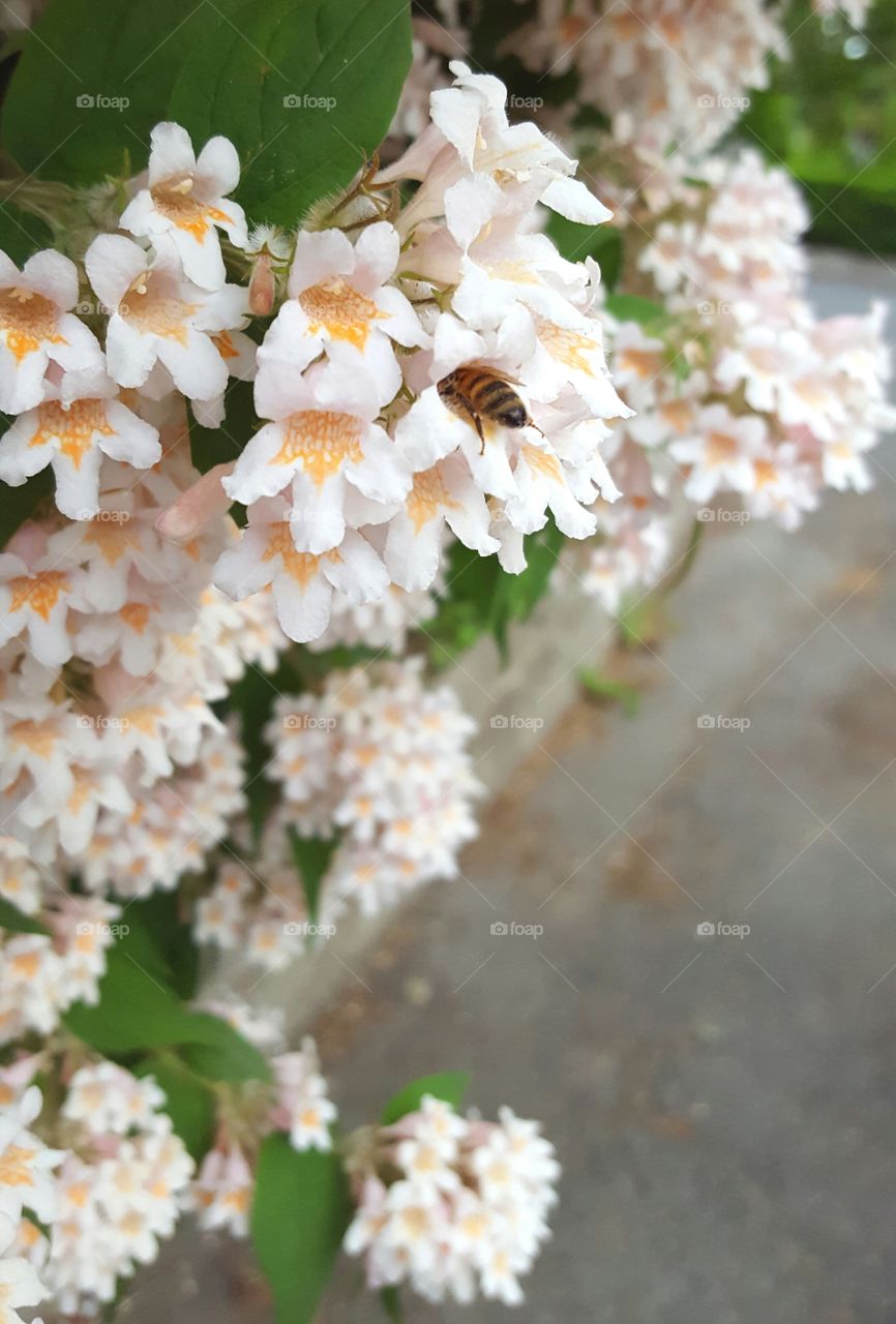 Close-up of bee in flower bush