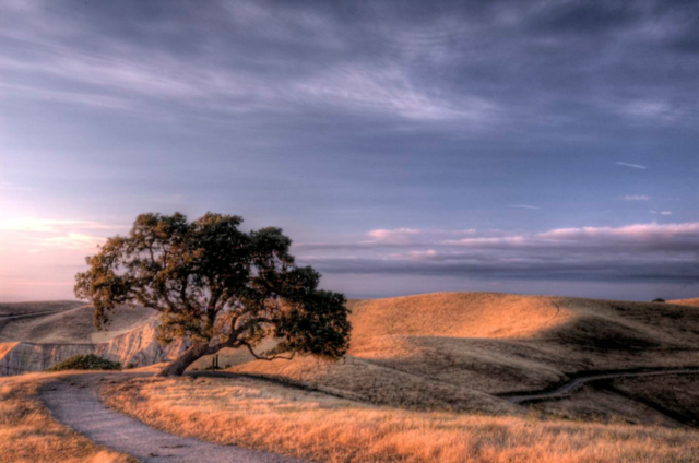 sky grass summer tree by stephenkirsh