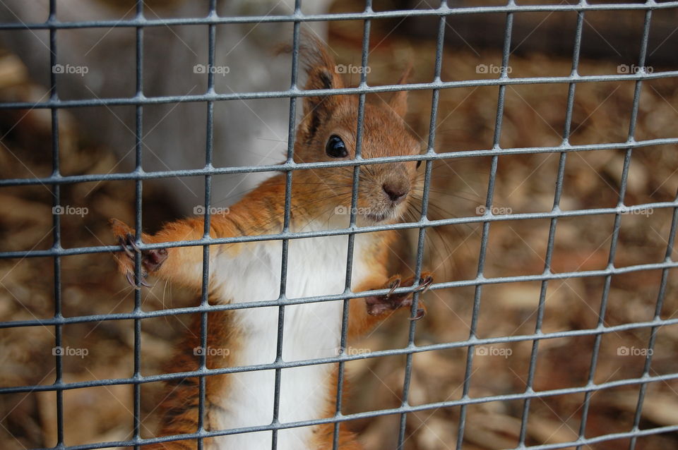 Squirrel in cage