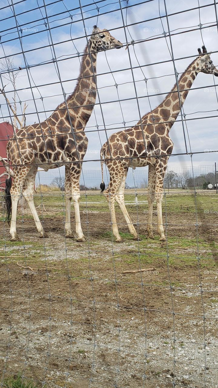 Giraffes in drive-thru zoo Tennessee