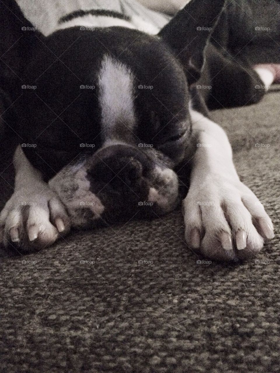 Boston Terrier sleeping