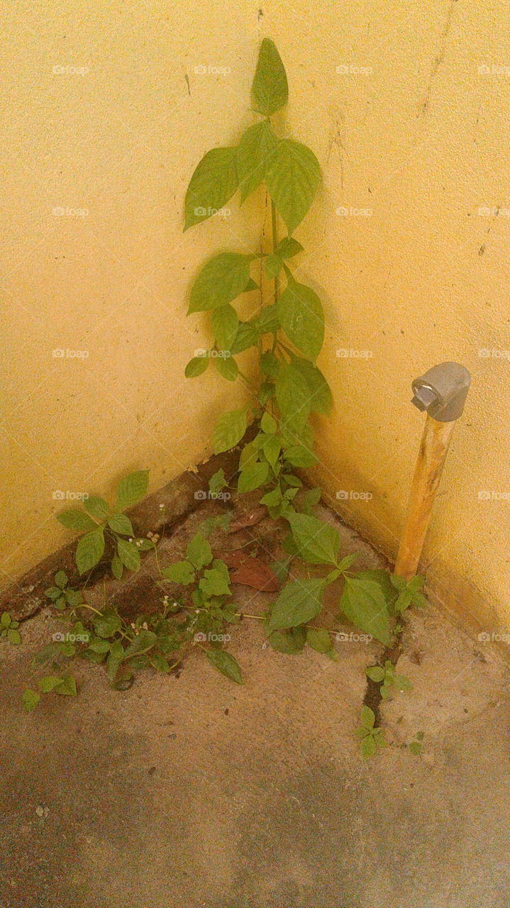 Tree Still imagine they growing on mountain