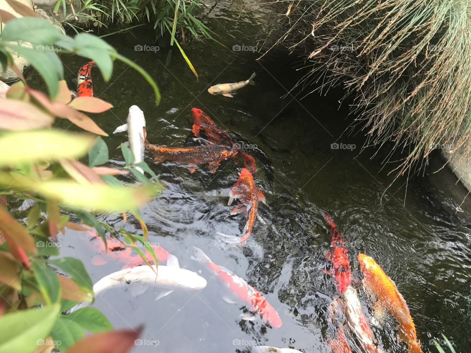 Koi in Water Garden with Foliage 