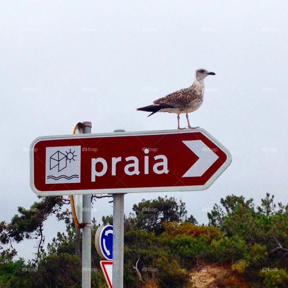 Praia. Vieira de Leiria 