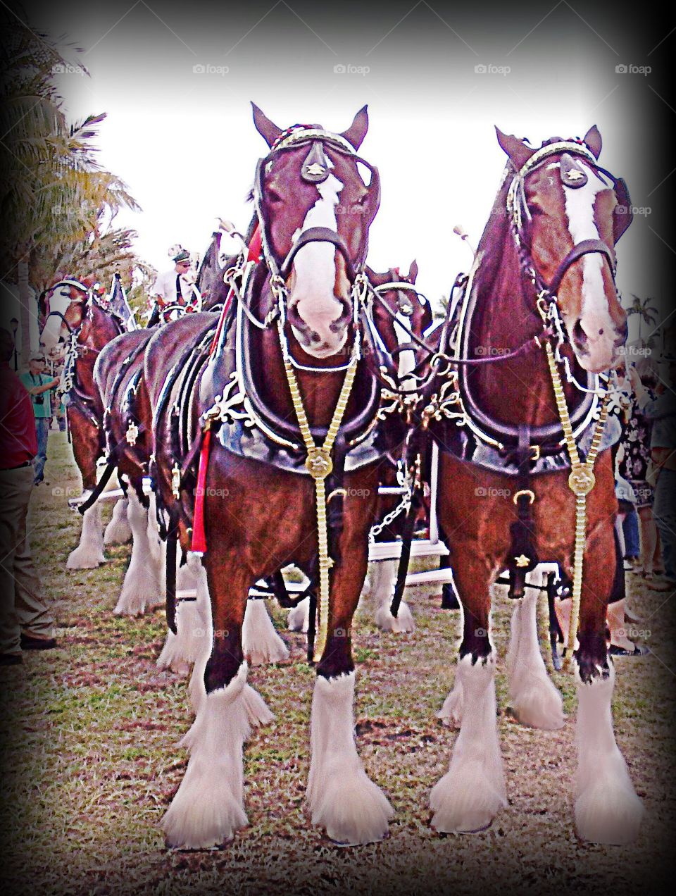 Clydesdale horses