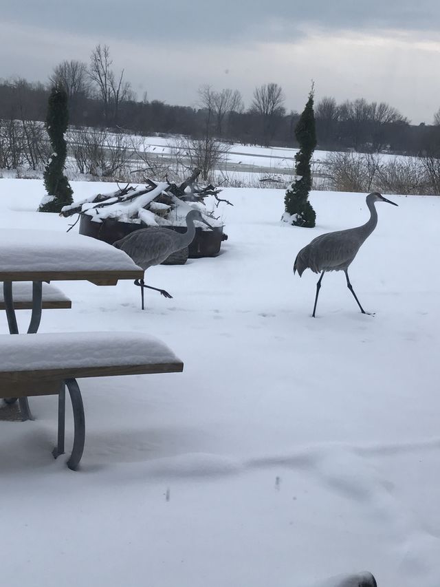 Snowy Bird Watching