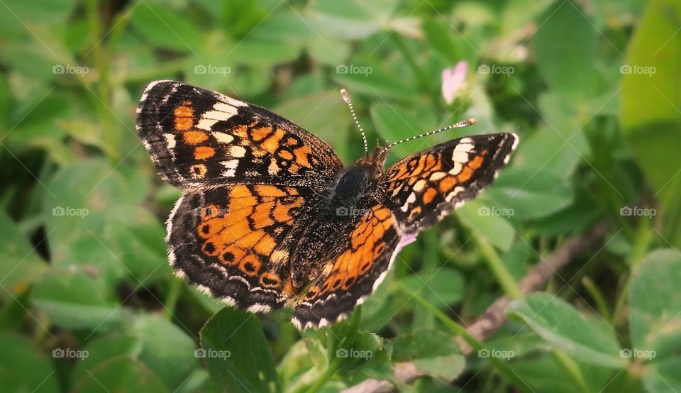 Closeup of a butterfly flying