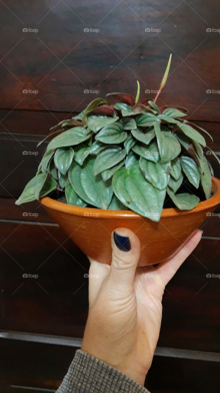 peperomia