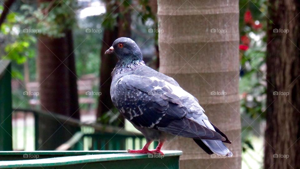 Close-up of a pigeon in the park