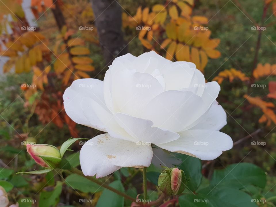 schöne weiße Rose