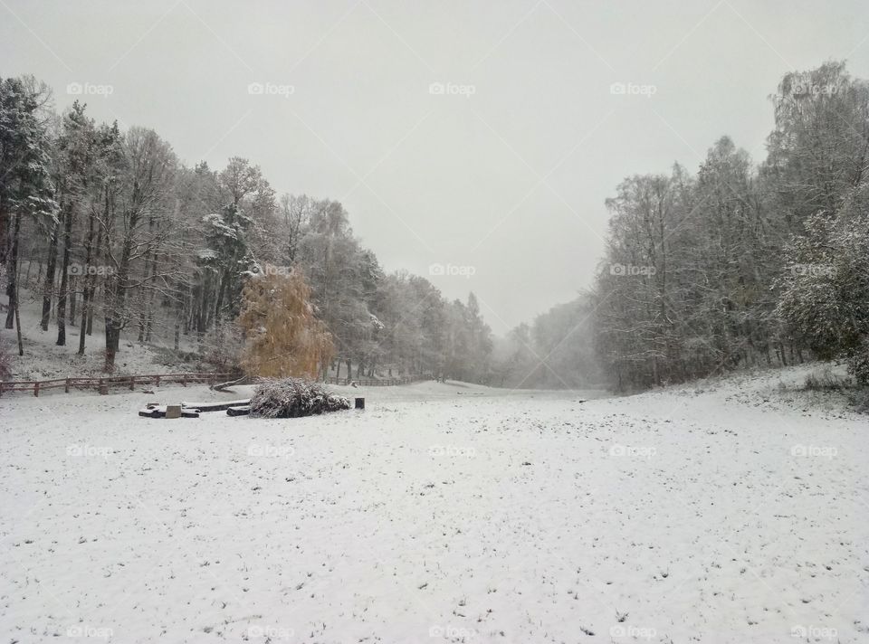 Winter, Snow, Tree, Fog, Landscape