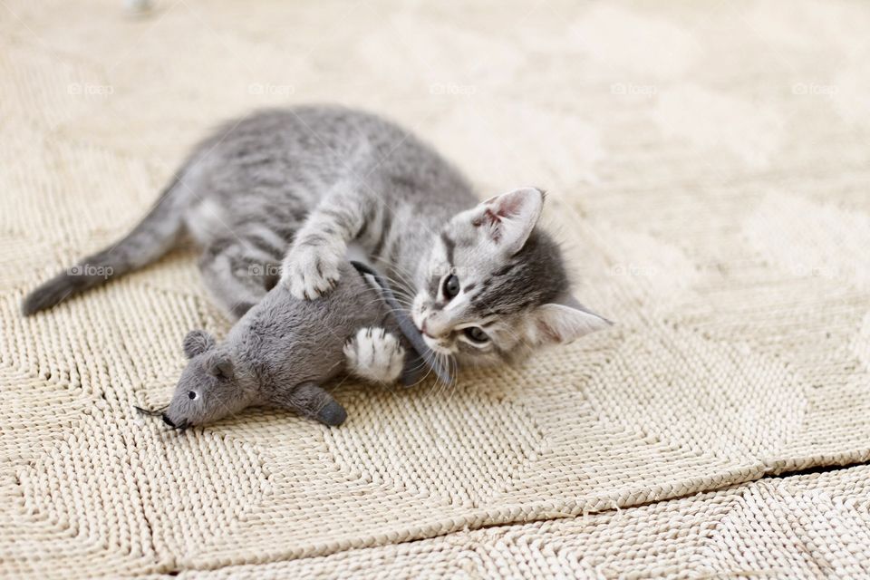 cute kitten playing