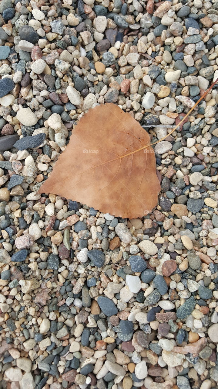 Fallen Leaf on Rocks at Park