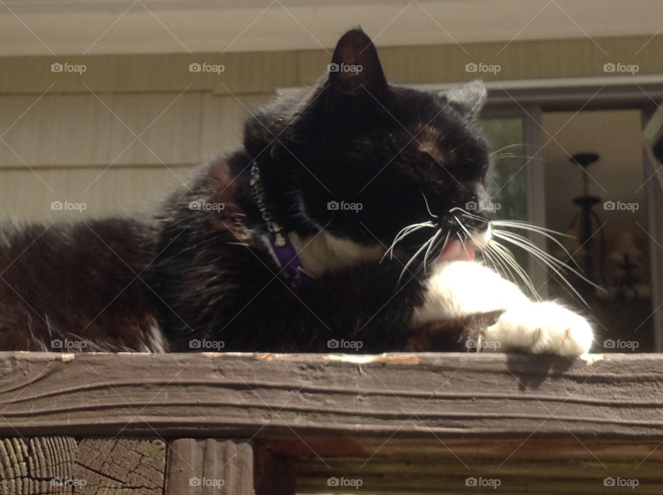 My black and white fluffy tuxedo cat.