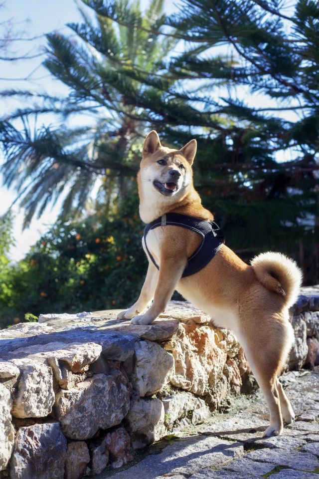 Happy puppy 