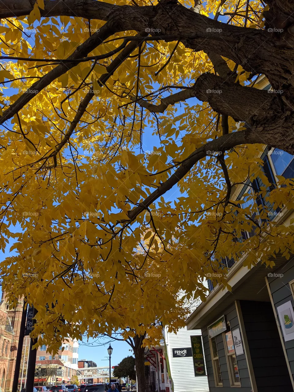 Yellow leaves