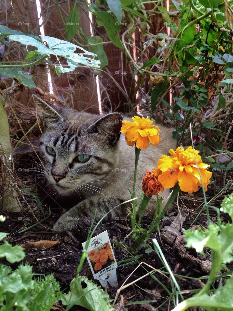 The cat and the flowers 