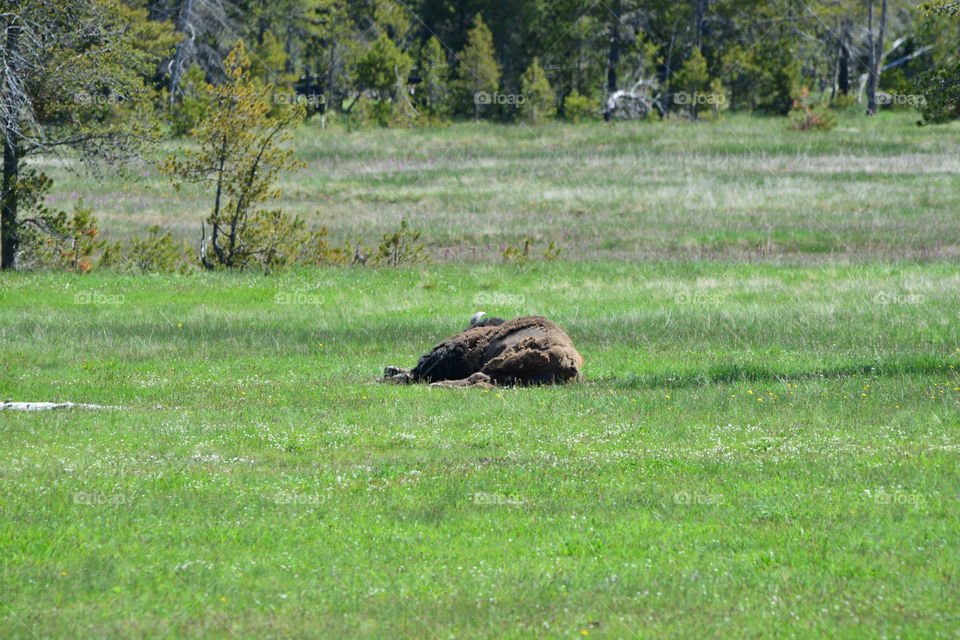 bison